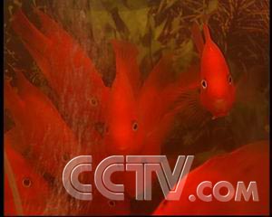 农业致富频道节目表_农业频道致富经_致富频道农业频道直播