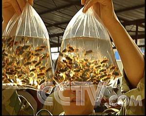 致富频道农业频道直播_农业频道致富经_农业致富频道节目表
