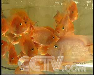 农业致富频道节目表_农业频道致富经_致富频道农业频道直播