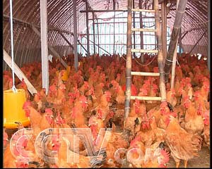 CCTV.com-移动鸡棚进菜地(2007.6.11)