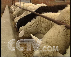 CCTV.com-一年出栏五批羊(2007.8.7)