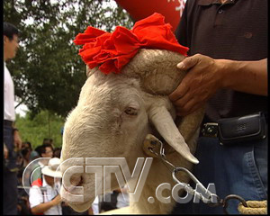 CCTV.com-一年出栏五批羊(2007.8.7)