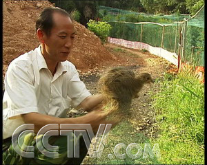 CCTV.com-回头的浪子养山鸡(2007.8.16)
