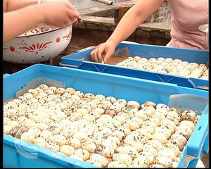 CCTV.com-儿媳养龟一年多挣14万(2007.8.30