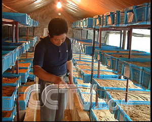 CCTV.com-儿媳养龟一年多挣14万(2007.8.30