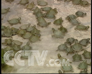 CCTV.com-儿媳养龟一年多挣14万(2007.8.30
