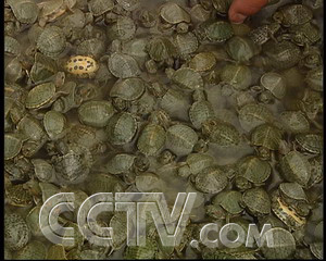 CCTV.com-儿媳养龟一年多挣14万(2007.8.30