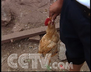 致富养鸡好段_致富养鸡视频_致富经养鸡