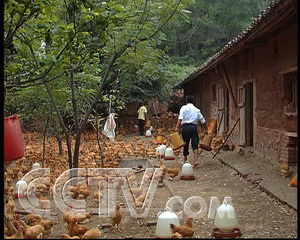 致富养鸡视频_致富养鸡好段_致富经养鸡