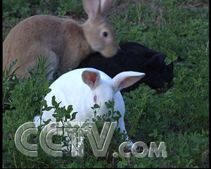 CCTV.com-白手起家 年赚百万(2007.11.1)