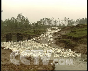 中央七套致富经养鹅图片_中央七套致富经养鹅