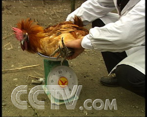 cctv7农业节目致富经_农业频道致富经_农业频道致富