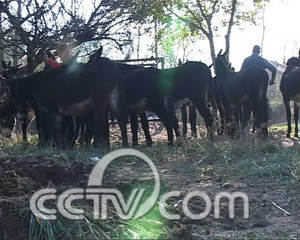 cctv7农业节目致富经_农业频道致富经_农业致富频道节目表