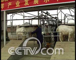 富平奶山羊+以奶牛为榜样(2008.1.1)