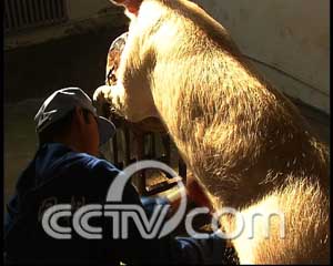 会拐弯 利好一个接一个(2008.1.7)_cctv.com提