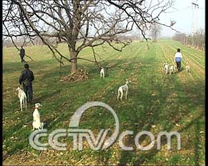 细狗撵出了个兔产业(2008.1.9)_cctv.com提供