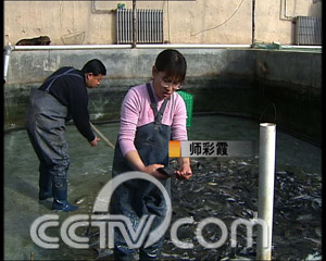 在缺水的地方养出值钱鱼(2008.1.31)_cctv.com