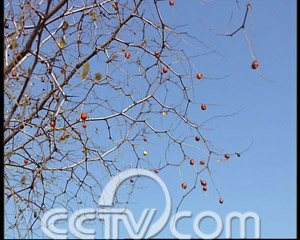 致富栏目蚯引养殖张硕_致富经栏目_致富栏目六码