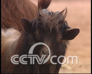 靠红毛山羊赚钱的人们(2008.2.28)