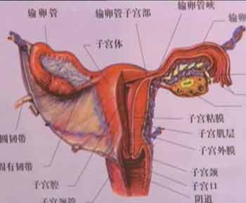 别让输卵管堵住了怀孕之路