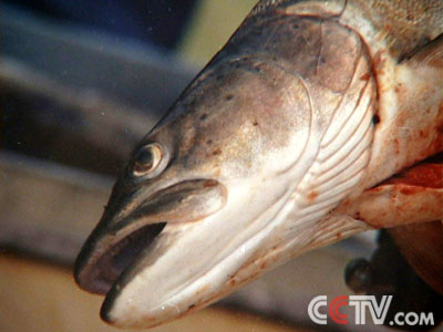 CCTV-科技频道-走近科学