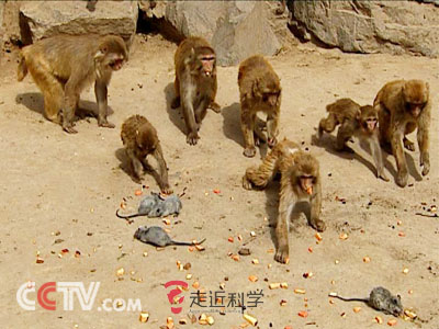 老鼠对反复播放的自己同类的惨叫声,竟然充耳不闻了.
