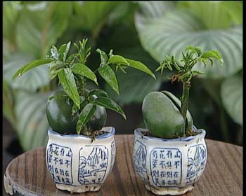  font color=006600>过年送你绿元宝