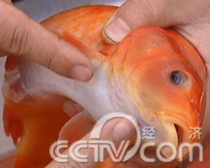 味道年货(1)鲜味十足的年货:万安的玻璃红鲤鱼(2008.01.21)(组图)